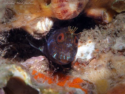 Photo of Seaweed Blenny (Parablennius marmoreus) taken at Palm Beach County
