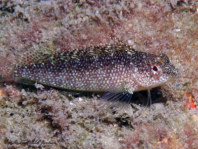 Photo of Rose Blenny (Malacoctenus macropus) taken at Palm Beach County
