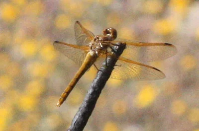 Photo of Sympetrum madidum taken at McHenry County