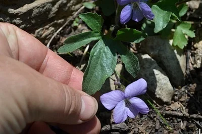 Photo of Wild Okra (Viola palmata) taken at Sugar Tree