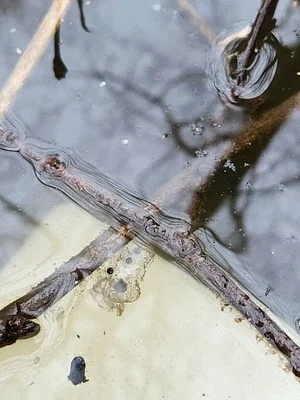Photo of Ambystoma macrodactylum taken at Douglas County