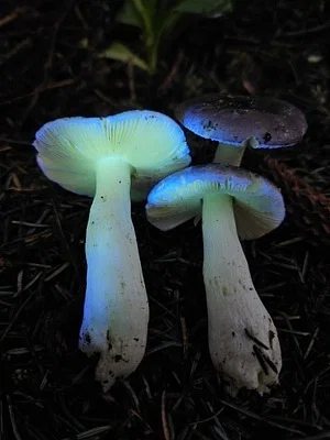 Photo of Russula zelleri taken at McKay Community Forest