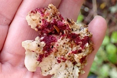 Photo of Hypomyces rosellus taken at Bendix Woods County Park