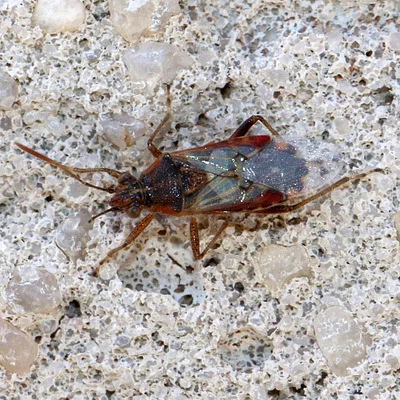 Photo of Scentless Plant Bug (Liorhyssus hyalinus) taken at Eastborough