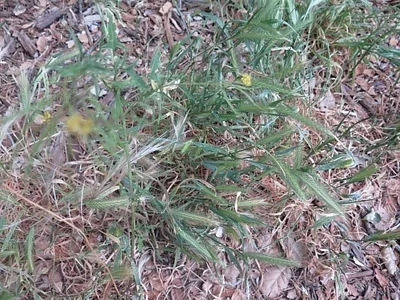 Photo of Mouse Barley (Hordeum murinum) taken at Wichita Falls