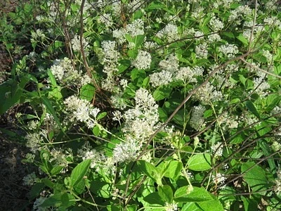 Photo of Redroot (Ceanothus americanus) taken at Knoxville