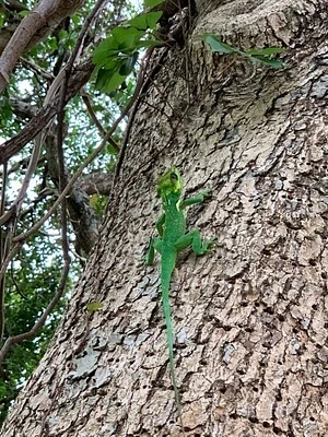 Photo of Knight Anole (Anolis equestris) taken at Margate