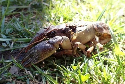 Photo of Lacunicambarus polychromatus taken at Governor Bebb Metropark