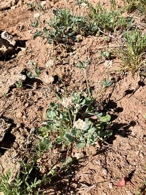 Photo of Eriogonum abertianum taken at Cerillos Hills State Park