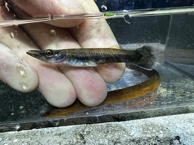 Photo of Pike Killifish (Belonesox belizanus) taken at Imperial Marsh Preserve