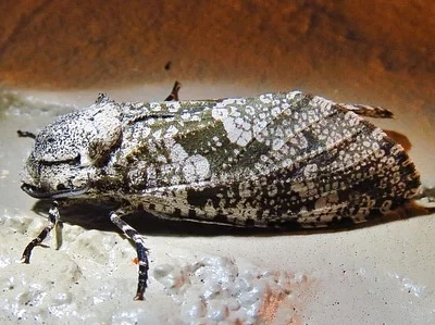 Photo of Carpenterworm (Prionoxystus robiniae) taken at Florien