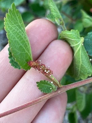Photo of Acalypha californica taken at Sawtooth Mountains C Wilderness Study Area