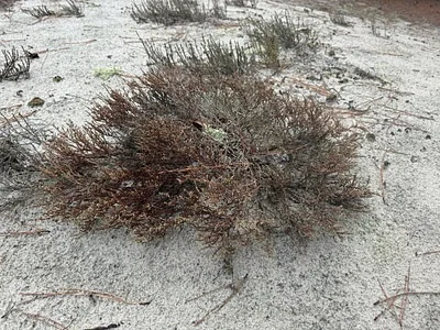 Photo of Beach-Heath (Hudsonia tomentosa) taken at Great Marsh