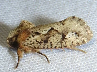 Photo of Acrolophus walsinghami taken at Red Bug Slough Preserve