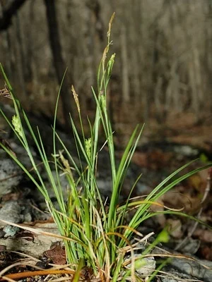 Photo of Richwoods Sedge (Carex oligocarpa) taken at Birch Creek Conservation Area