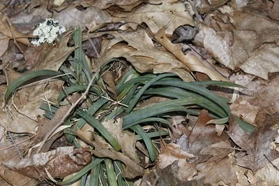 Photo of Spreading Sedge (Carex laxiculmis) taken at Creek Ridge County Park