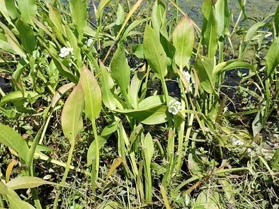 Photo of Broad-Leaf Arrowhead (Sagittaria platyphylla) taken at Rosedale