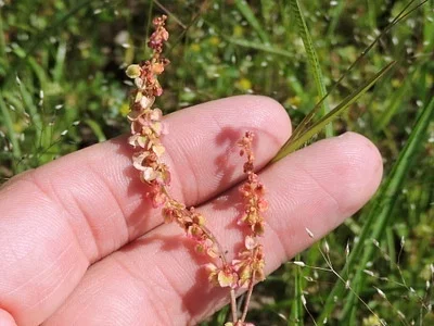 Photo of Rumex hastatulus taken at Copperas Creek Park