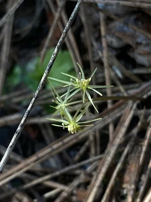 Photo of Coptis occidentalis taken at Kaniksu Marsh Research Natural Area