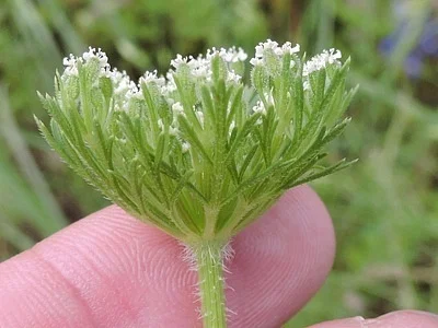 Photo of Southwest Wild Carrot (Daucus pusillus) taken at High Point Park