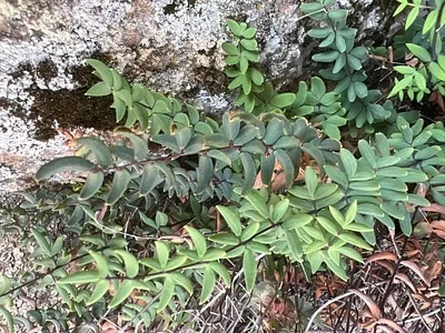 Photo of Pellaea wrightiana taken at Llano County