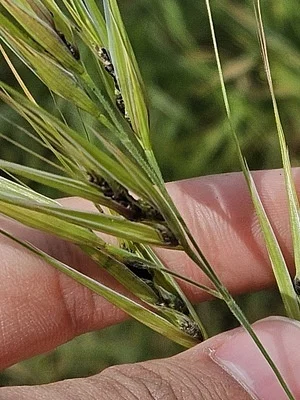 Photo of Ustilago bullata taken at Antelope Valley California Poppy Preserve