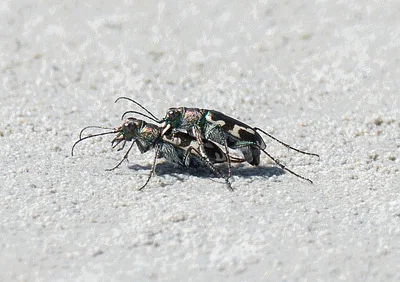 Photo of Cicindela willistoni taken at Great Salt Lake State Park