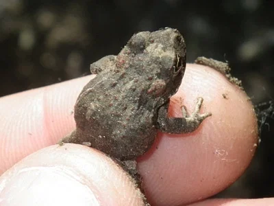 Photo of Boreal Toad (Anaxyrus boreas) taken at Keyes