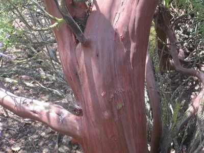 Photo of Arctostaphylos glauca taken at San Benito County