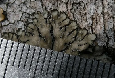 Photo of Pyxine Lichen (Pyxine sorediata) taken at Money Rocks County Park
