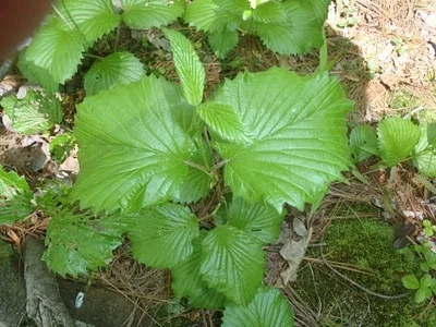 Photo of Arrowwood (Viburnum dentatum) taken at Kell