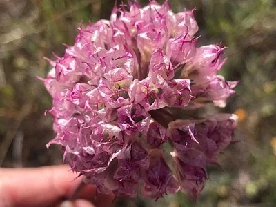 Photo of Allium serra taken at Orestimba Wilderness