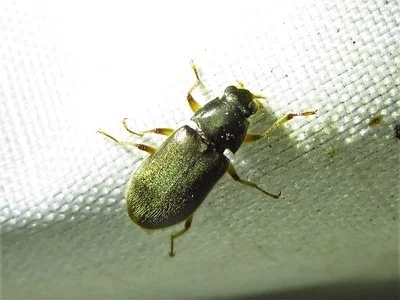 Photo of Pelonomus obscurus taken at Wekiwa Springs State Park