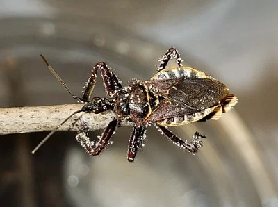 Photo of Apiomerus floridensis taken at Juniper Prairie Wilderness