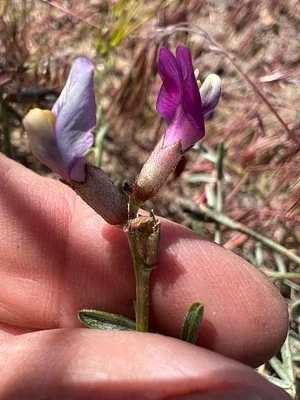 Photo of Astragalus casei taken at Pole Creek Wilderness Study Area