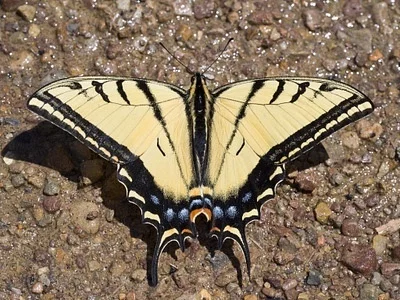 Photo of Two-Tailed Swallowtail (Papilio multicaudata) taken at Timnath