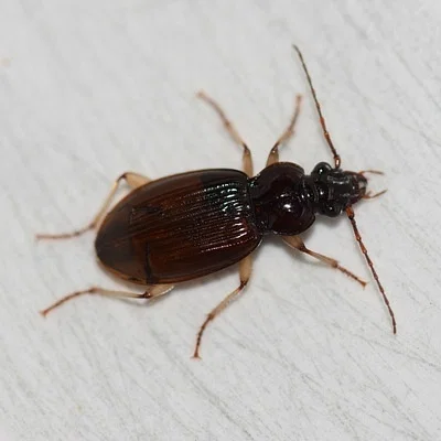 Photo of Patrobus longicornis taken at State Game Lands Number 175