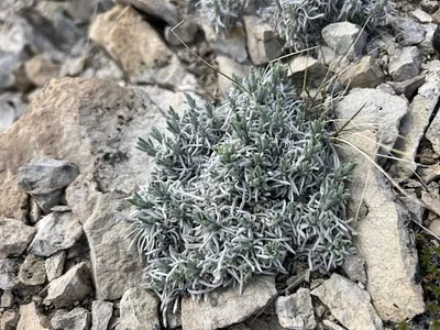 Photo of Oreocarya caespitosa taken at Devils Playground Wilderness Study Area