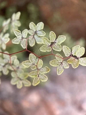 Photo of Argyrochosma fendleri taken at Diablo Canyon Recreation Area
