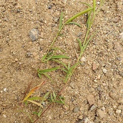 Photo of Clarkia epilobioides taken at Conejo Ridge Open Space