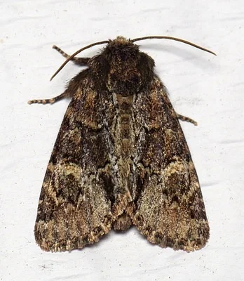 Photo of Turbulent Phosphila Moth (Phosphila turbulenta) taken at Gray