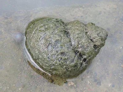Photo of Cipangopaludina chinensis taken at Lake City