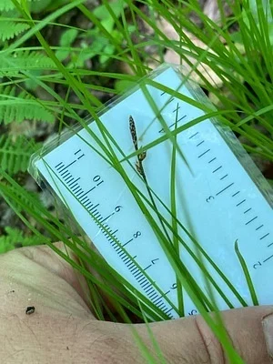 Photo of Penn Sedge (Carex pensylvanica) taken at South River State Forest