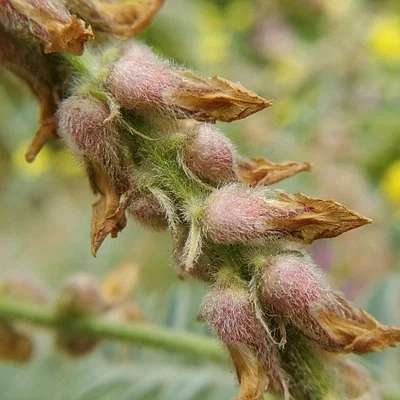 Photo of Astragalus brauntonii taken at Lang Ranch Open Space