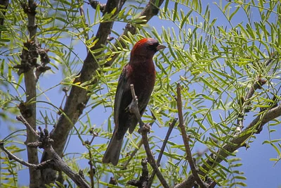 Photo of Passerina versicolor taken at Santa Teresa Wilderness