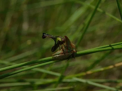 Photo of Umbonia crassicornis taken at Pembroke Pines