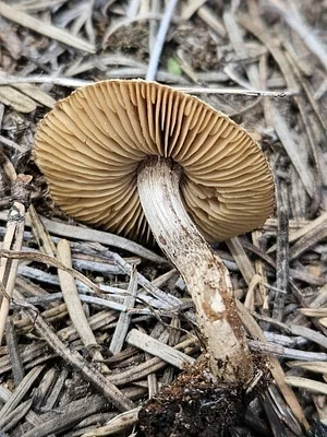 Photo of Inocybe lacera taken at Audubon Nature Reserve