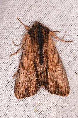 Photo of Apamea cuculliformis taken at Eden Valley Wilderness Study Area