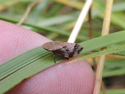 Photo of Diamondback Spittlebug (Lepyronia quadrangularis) taken at Haworth