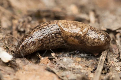 Photo of Milky Slug (Deroceras reticulatum) taken at Fresh Meadows
